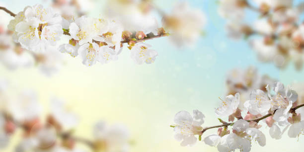 Natural background.Blooming tree branches in spring in nature, copy space. Spring background. Dawn.Warm sunny background