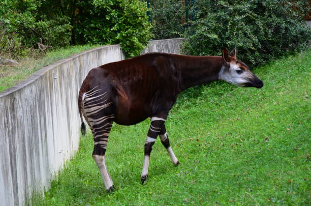istock Portrait of okapi (Okapia johnstoni) in Frankfurt zoo 1302075253