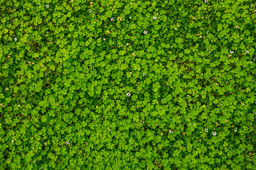 leaves texture with flowers turkey tangle Phyla Nodiflora