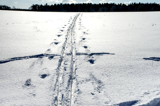 黒い森を背景に、冬の畑の厚い積雪のクロスカントリースキーのトラック - cross country skiing black forest germany winter ストックフォトと画像