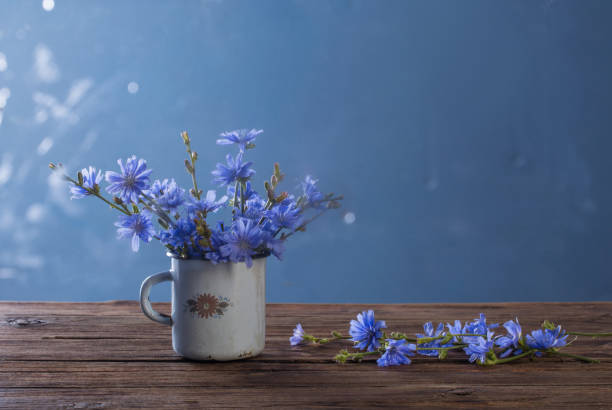 fiori di cicoria in vecchia tazza vintage su sfondo blu - succory foto e immagini stock