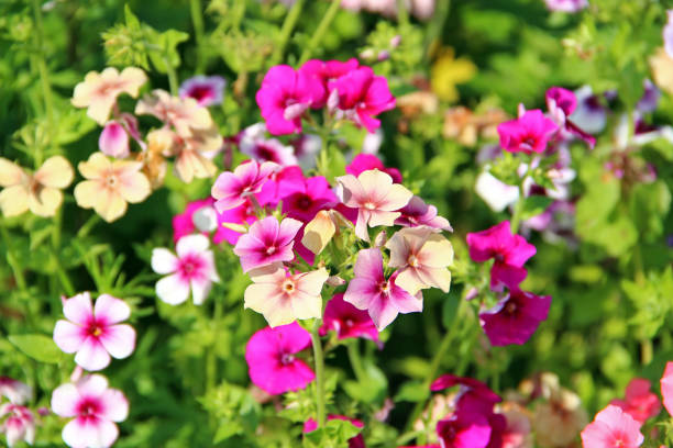 Colorful Phlox drummondii flowers (also called 'Einjährige Flammenblume' or 'Sommer-Phlox') in the garden.