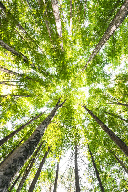 istock low angle view of green trees 1302078119