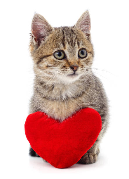 istock Brown kitten and red heart. 1302078478