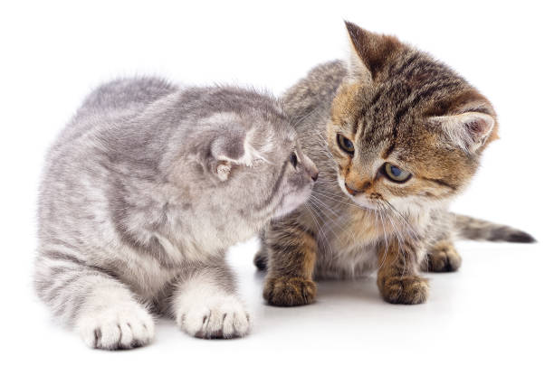 istock Brown and gray kitten looking at each other. 1302078486