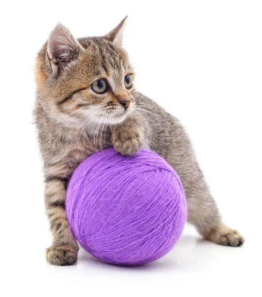 istock Gray kitten and purple ball. 1302078488