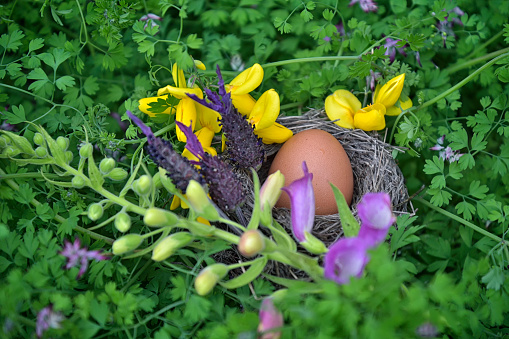A bird's nest with a brown chicken egg among wild flowers and green tendrils. A natural, rustic Easter theme.