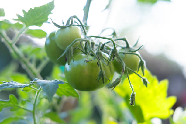 Homegrown tomatoes ripening on a vine in warm summer sunshine