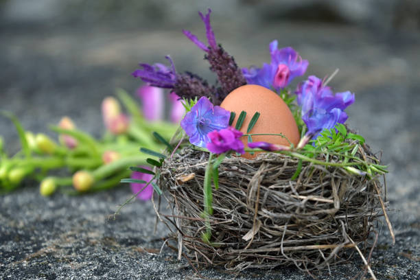 A bird's Easter nest with a brown chicken egg between wildflowers on a stone. A natural, rustic Easter theme.