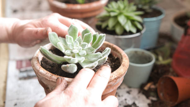 istock Planting succulents, close up 1302080366