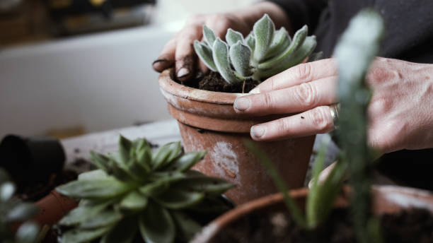 istock Planting succulents, close up 1302080412