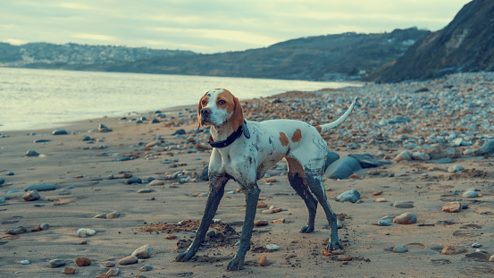 An English pointer 7 month puppy on a beach with mud and dirt covering its legs and in need of a bath.