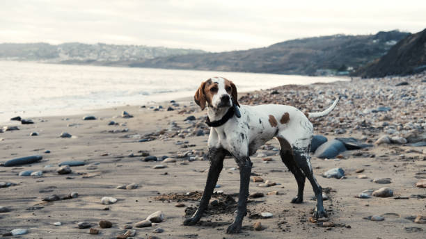 istock English pointer on beach with very dirty legs 1302080446