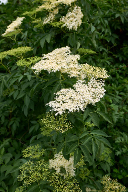 istock Sambucus nigra shrub in bloom 1302080541