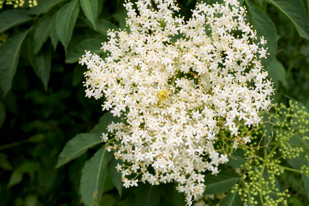 Sambucus nigra shrub in bloom