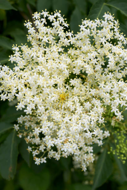 Sambucus nigra shrub in bloom