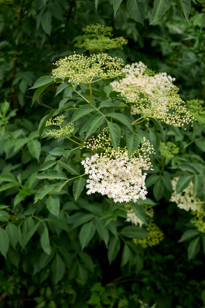 Sambucus nigra shrub in bloom