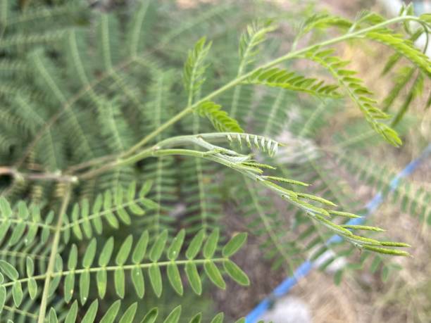 istock acacia leaf in nature garden 1302081492