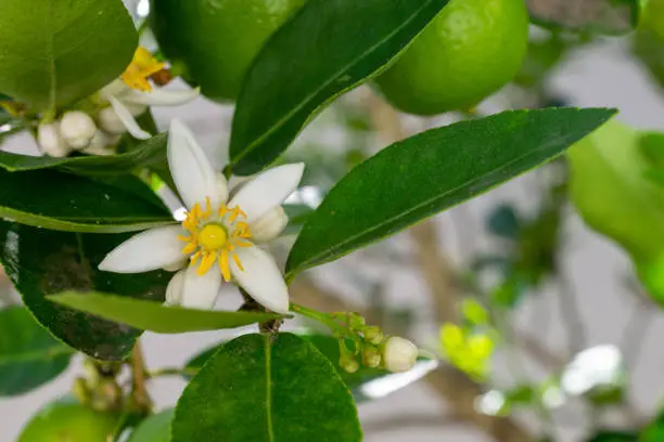 lemon blossom in the middle of the tree