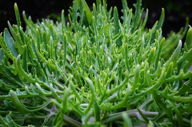 istock green leaves horn shaped 1302082477