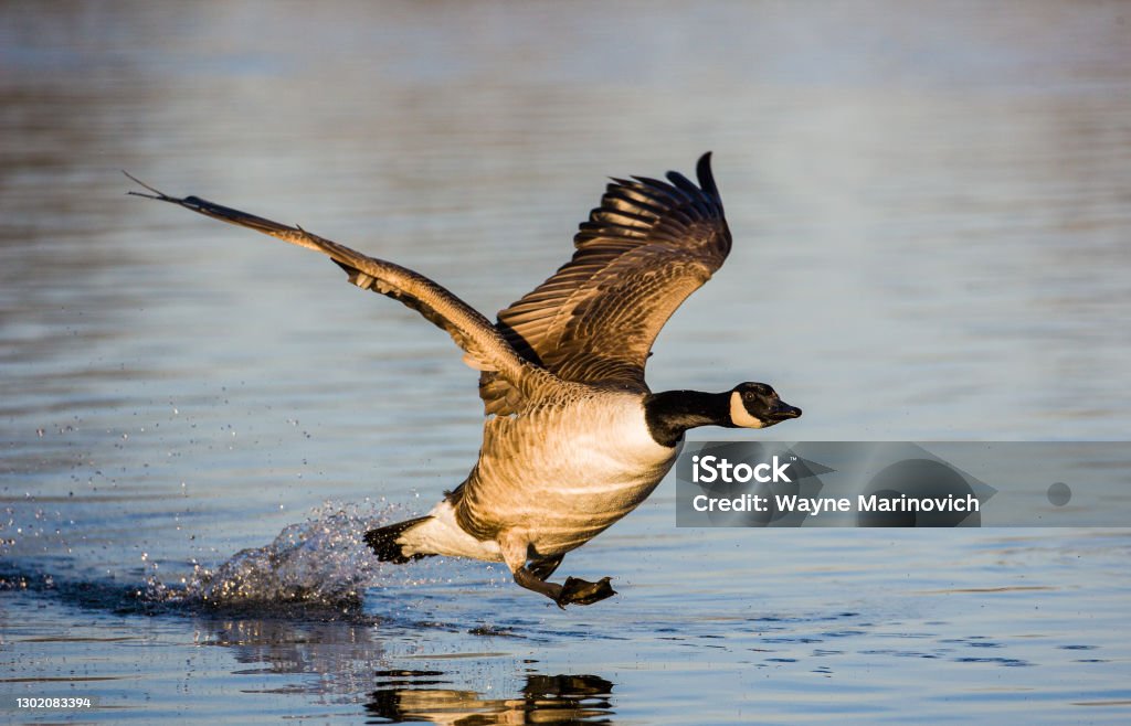 Canada Goose running on water as it takes off Goose - Bird Stock Photo