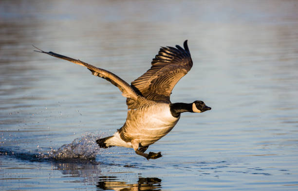 Canada Goose running on water as it takes off stock photo