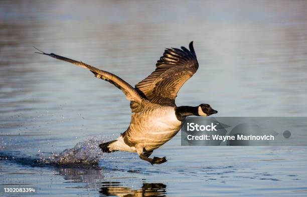 Canada Goose Running On Water As It Takes Off Stock Photo - Download Image Now - Goose - Bird, Animals Hunting, Animal Body Part