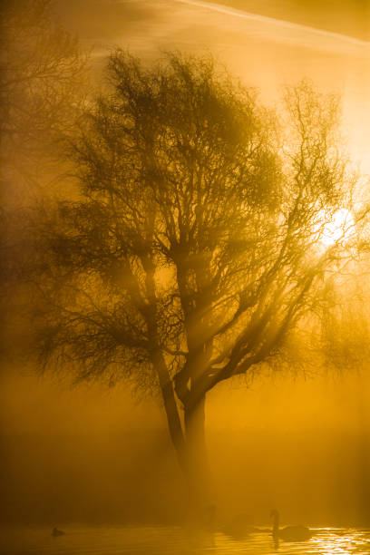 istock Golden morning sunlight bursting through the branches 1302083397