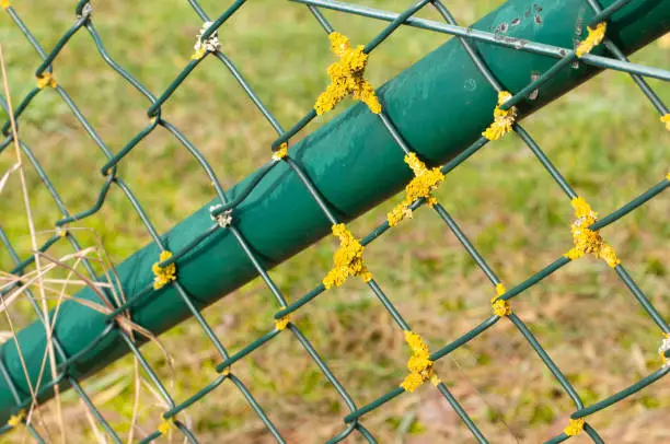 yellow foliose lichens growing on the green wires of a chain-link fence at a meadow