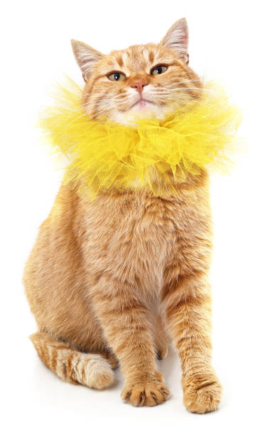 istock Red cat in a yellow collar. 1302084756