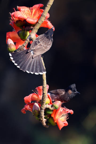 Red Vented Bulbul at tree branch with flower