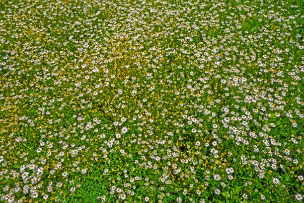 Wild flower in the field
