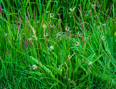 Wild flower in the field