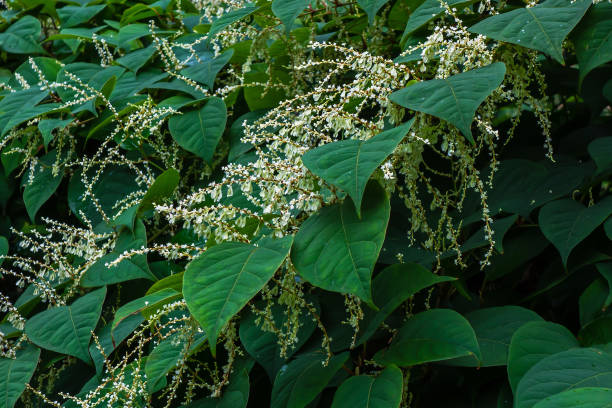 primo di knotweed asiatico (fallopia japonica) - invasive plant foto e immagini stock