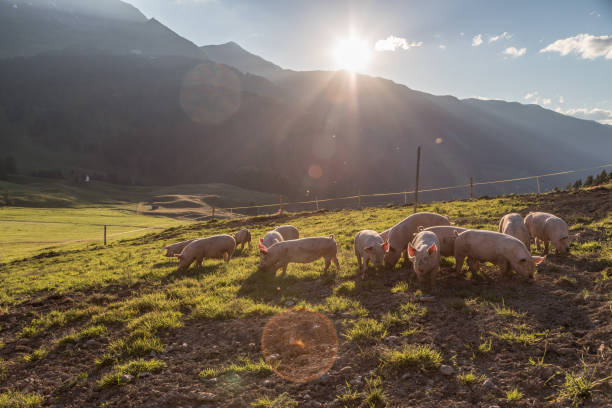 sunset_pigs - livestock pink agriculture nature fotografías e imágenes de stock