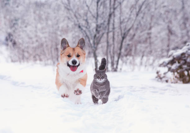 bellissimo gatto tabby e cane corgi rosso correre nel giardino d'inverno su neve soffice - animal dog winter snow foto e immagini stock