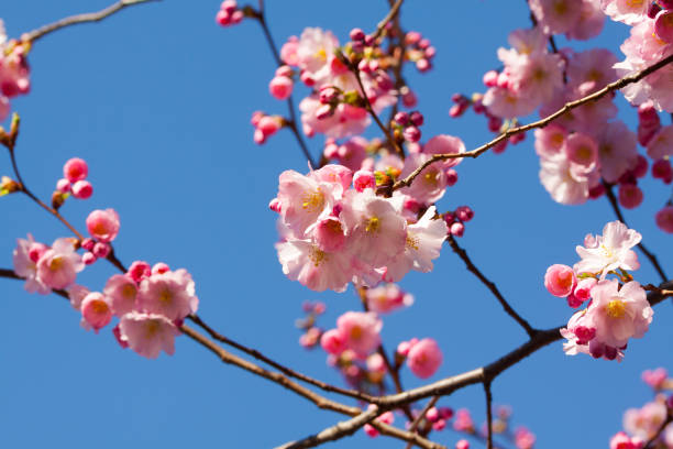 istock Cherry tree twigs with blossom in spring and sky 1302088806