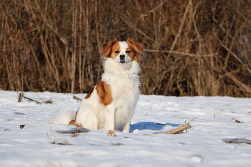 a beautiful brown and white kromfohländer is sitting on a field in the snow