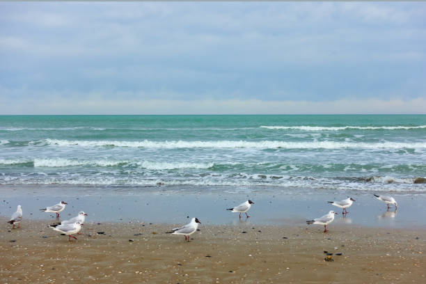 istock Gulls on the sandy beach in Rimini 1302089910