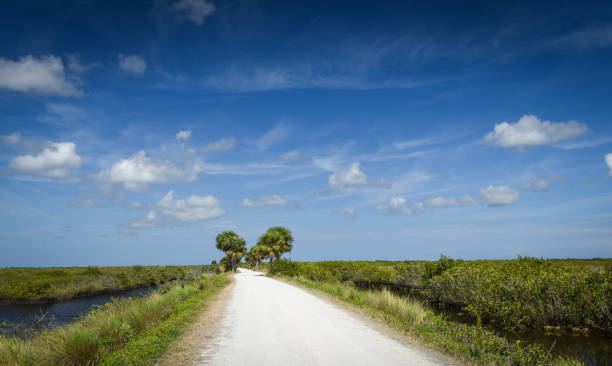 istock Beautiful Florida landscape 1302091317