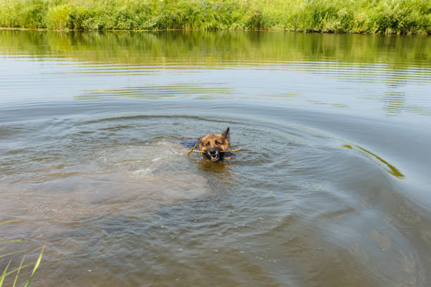 istock German shepherd dog swims in the water 1302092355