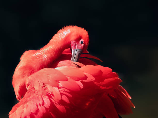 Portrait of a Scarlet Ibis stock photo
