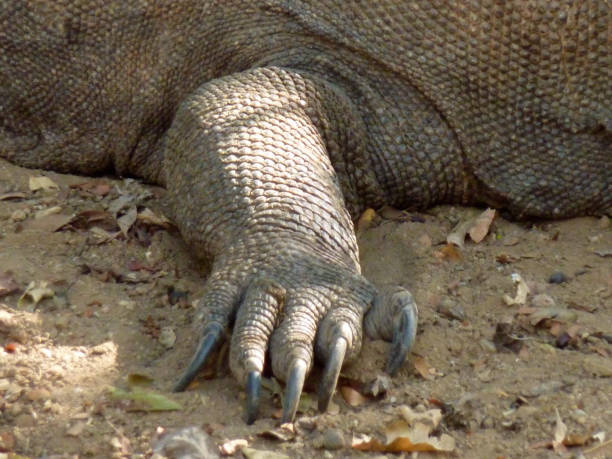 istock Komodo dragon paw, Komodo island, Indonesia 1302094143