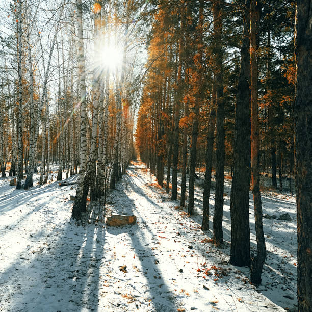 Winter snow forest of birch and pine trees, the sun's rays break through the trees. Winter landscape, nature.
