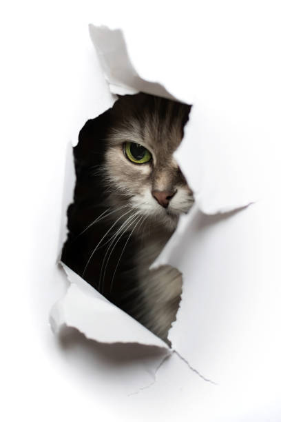 istock Cat looks into the torn hole 1302096940