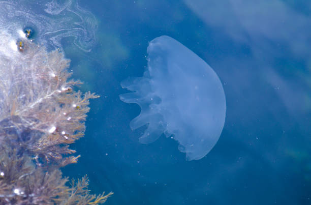 istock Jellyfish in the sea 1302096952