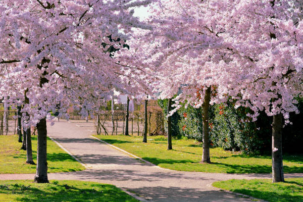 istock A beautiful alley of blooming spring sakura. 1302100457