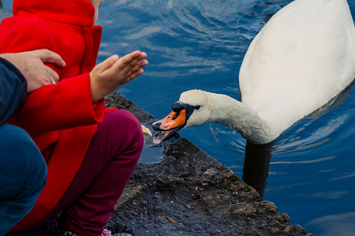 Young woman feeding swans at the lake
