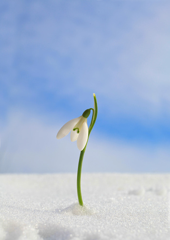 piercing through the snow, the first sign of spring is here - a delicate snowdrop - galanthus nivalis