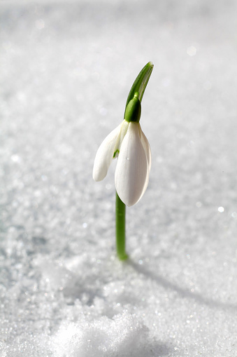 piercing through the snow, the first sign of spring is here - a delicate snowdrop - galanthus nivalis\nCopyzone to the left of the image